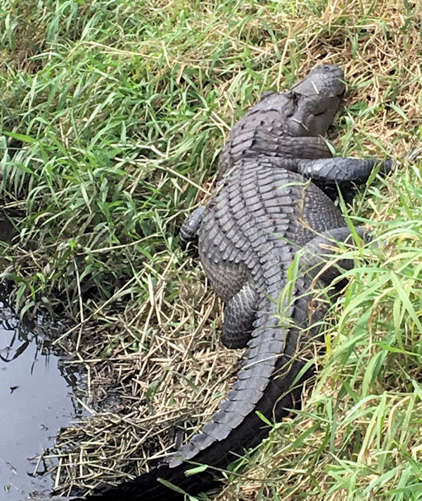 Big alligator at my hunting camp where I go when I'm not in Key West fishing on charter boat Southbound