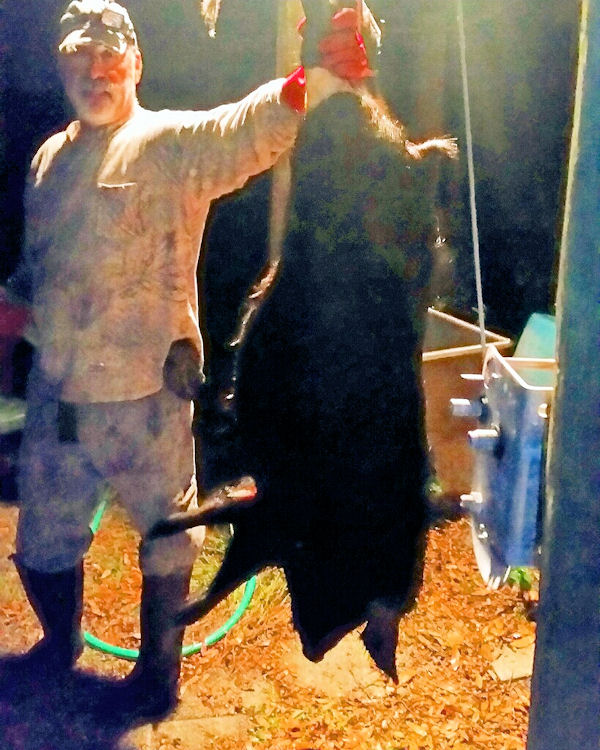 200 lb Sow shot with a bow when I'm not in Key West fishing on charter boat Southbound