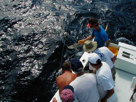 Shark fishing in Key West
