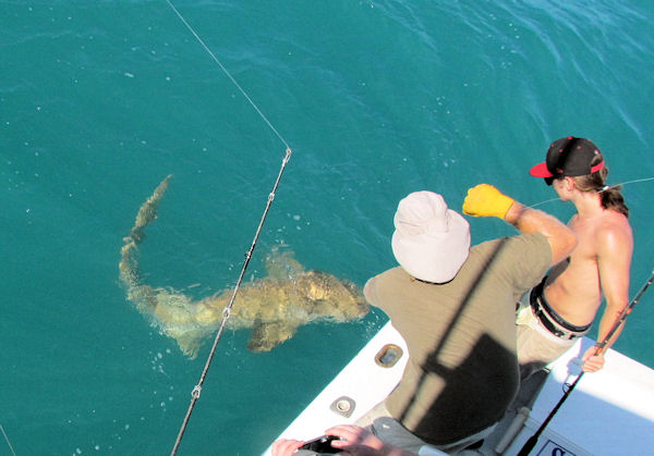 Nurse Shark caught fishing Key West on charter boat Southbound from Charter Boat Row Key West