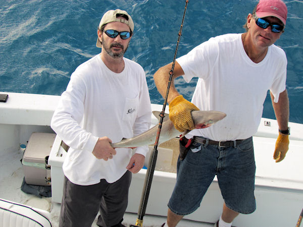 Small Shark caugth in Key West fishing on charter boat Southbound from Charter Boat Row Key West