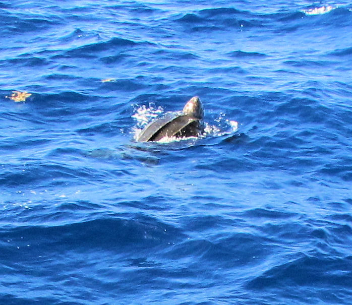 Leather back turtle seen in Key West fishing on charter boat Southbound