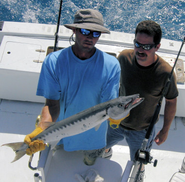 Barracuda caught fishing on the Charter Boat Southbound in Key West, Florida