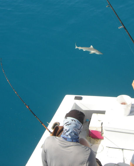 Shark  caught in Key West fishing on Key West charter boat Southbound from Charter Boat Row Key West