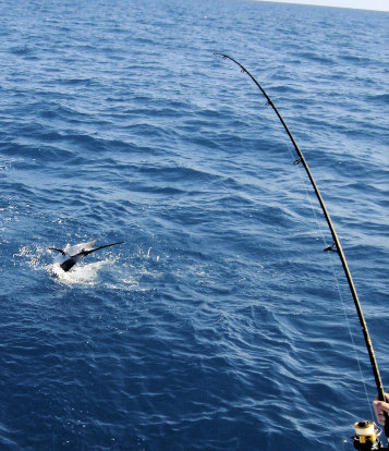 Sailfish jumping while being caught on light tackle on the charter boat Southbound in Key West, Florida