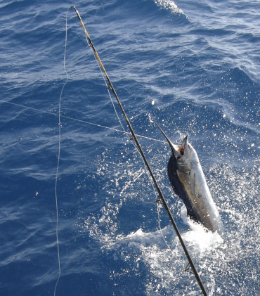 Sailfish jumping while being caught on light tackle on the charter boat Southbound in Key West, Florida