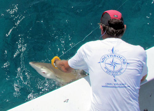shark at the leader after being caught in Key West fishing on charter boat Southbound
