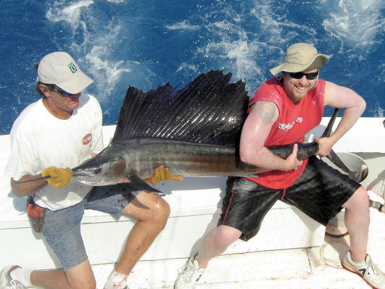 Sailfish caught  and released deep sea fishing on Key West charter fishing boat Southbound from Charter Boat Row