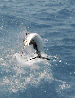 Sailfish jumps while being caught deep sea fishing on Key West charter fishing boat Southbound from Charter Boat Row