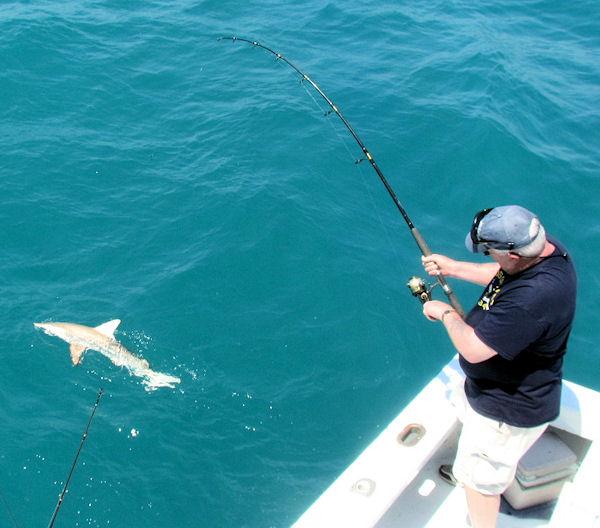 Shark caught fishing Key West on charter boat Southbound from Charter Boat Row Key West