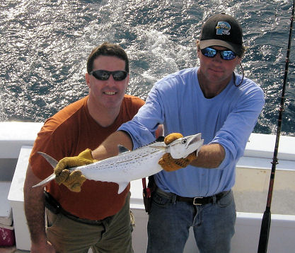 PictureBarracuda caught on charter boat Southbound in Key West, Florida