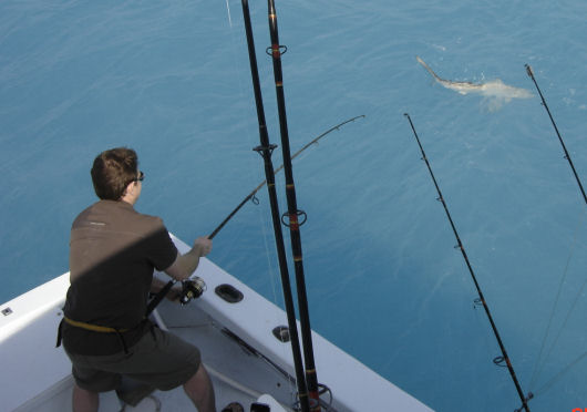 Shark caught deep sea fishing on Key West fishing boat Southbound from Charter Boat Row