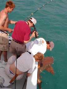 Nurse Shark in Key West Florida