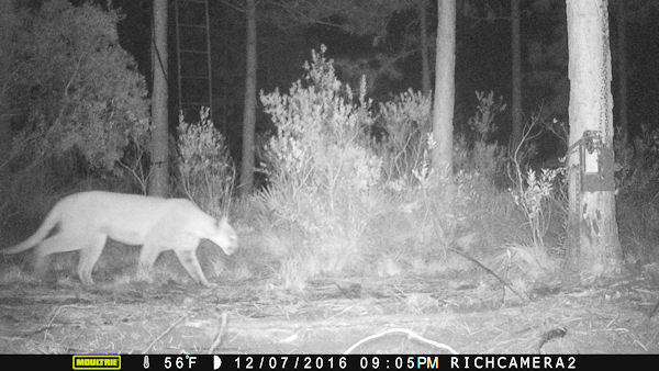 Florida Panther on my hunting lease