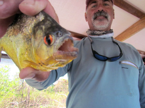 Yellow Piranha not caught in Key West and not on the Southbound