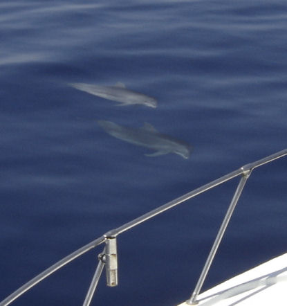 Porpoise playing under the bow of Key West fishing boat Southbound
