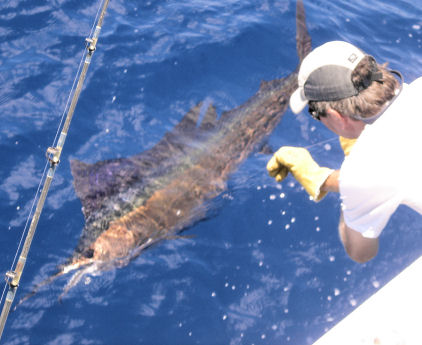 Sailfish at the leader on Key West fishing charter boat Southbound from Charter Boat Row Key West