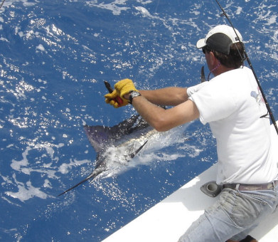 Sailfish caught and released fishing Key West aboard charter boat Southbound