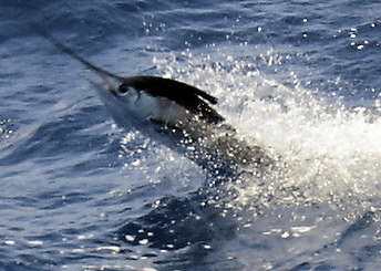 Sailfish jumping while being caught on charter boat Southbound in Key West, Florida