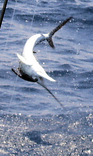 Sailfish jumping while being caught on charter boat Southbound in Key West, Florida