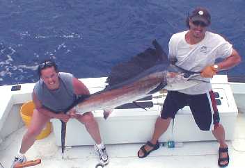 Another Sailfish Released in Key West, Florida