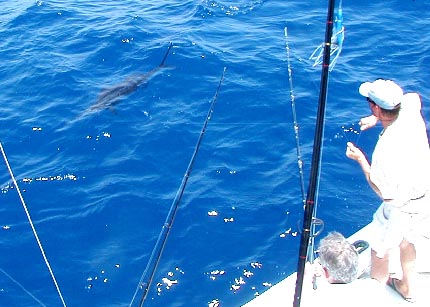 Sailfish #2 close to the boat in Key West