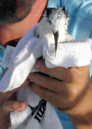 Small Bird Rescued on the ride in from fishing Key West