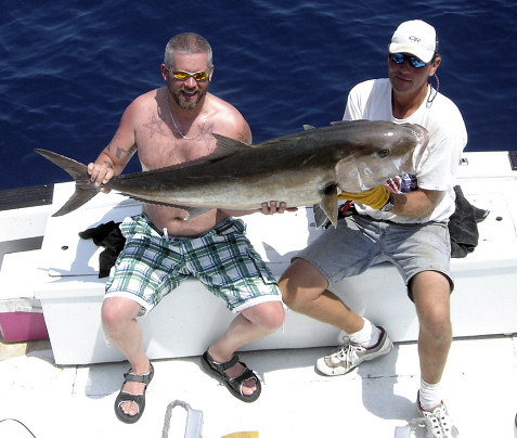 Amberjack caught and released while fishing Key West Florida on the charter boat Southbound