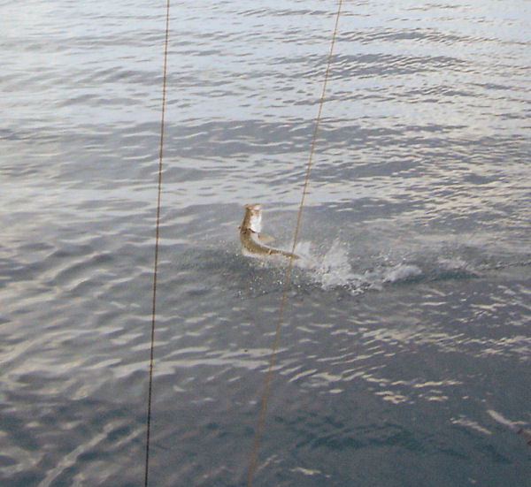 60lb tarpon jumping in Key West fishing on charter boat Southboud