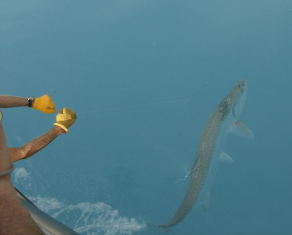 Tarpon caught in Key West fishing on charter boat Southboud