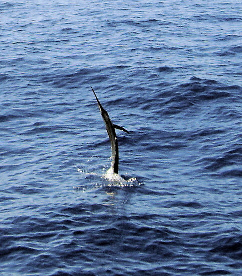 Sailfish jumping as it's being caught in Key West fishing on charter boat Southbound from Charter Boat Row Key West