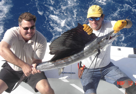 Sailfish caught and released on charter boat Southbound In Key West Florida