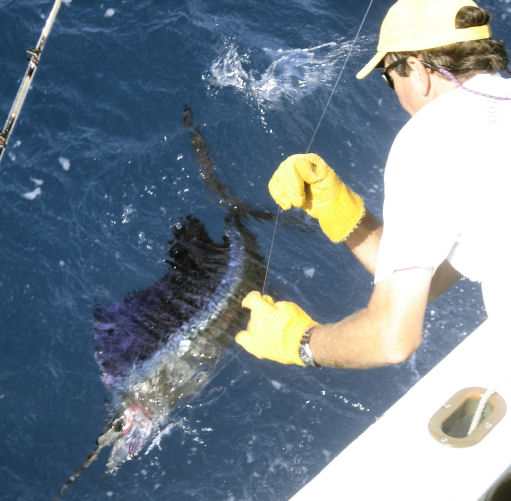 Sailfish at the leader on charter boat Southbound in Key West, Florida