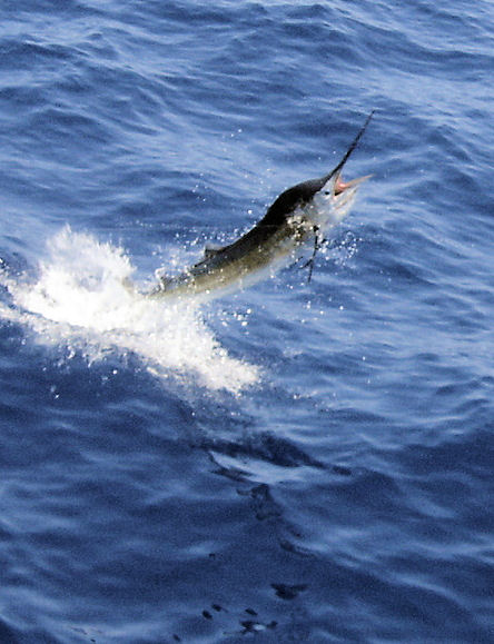 Sailfish Jumping near the boat while in Key West fishing on charter boat Southbound from Charter Boat Row Key West