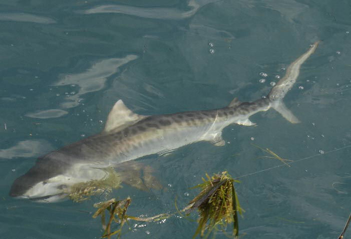 Tiger Shark caught aboard Southbound in Key West Florida in 2005