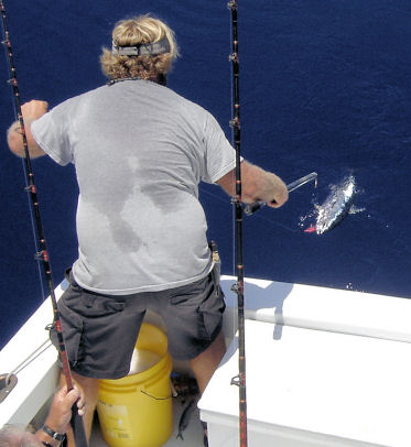 Skip Jack Tuna about to be gaffed while fishing Key West on Charter Boat Southbound