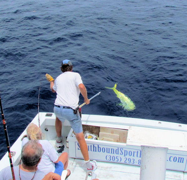 29lb Dolphin about to be gaffed while in Key West fishing on charter boat Southbound from Charter boat row