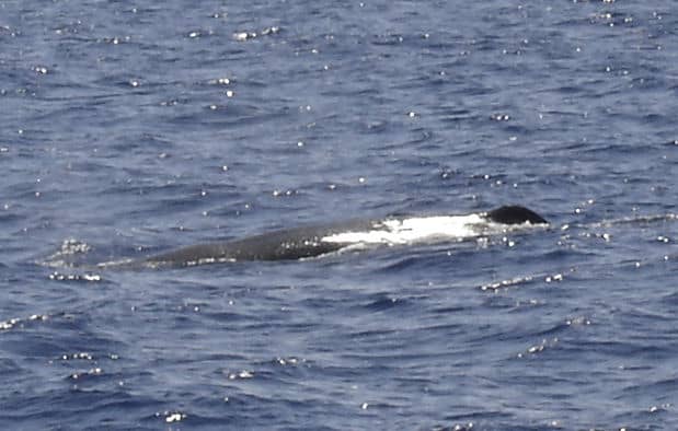 Sperm Whale South of Key West, Florida