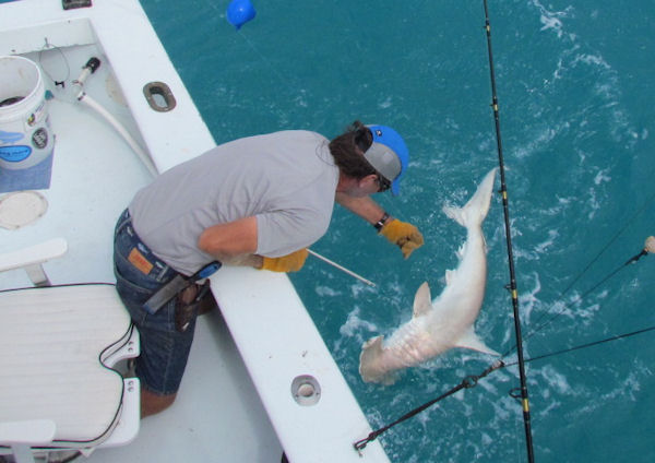 Hammerhead Shark  caught and Released fishing Key West on charter boat Southbound from Charter Boat Row Key West