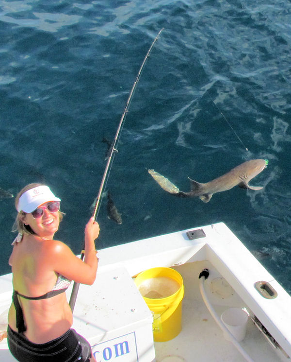 Shark  caught and released  in Key West fishing on charter boat Southbound from Charter Boat Row