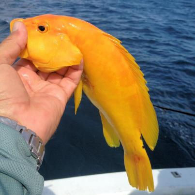 Golden Grouper caught and released in Key West fishing on charter boat Southbound from Charter Boat Row