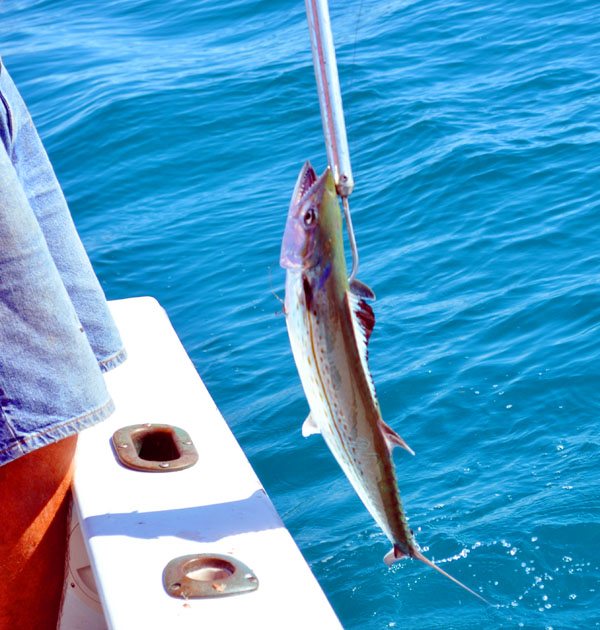 Cero Mackerel caught fishing Key West on charter boat Southbound from Charter Boat Row Key West