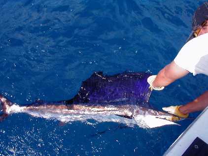 Mate Brice Releasing a Sailfish off Key West