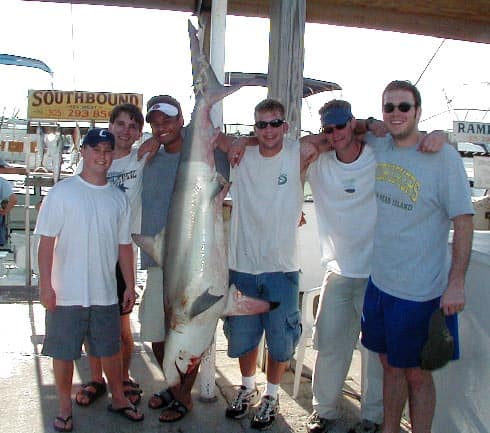 115 lb Blacktip Shark