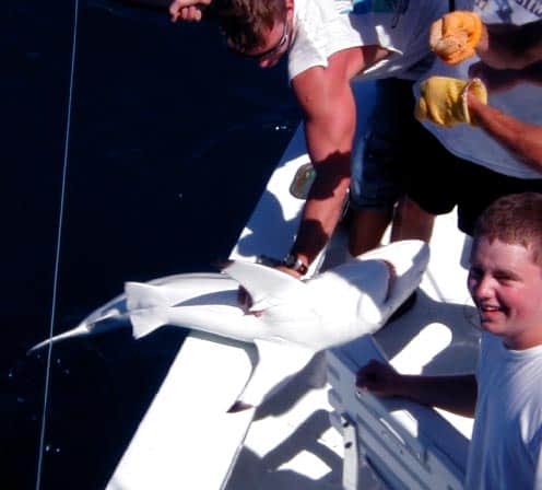 Blacktip Shark Released in Key West