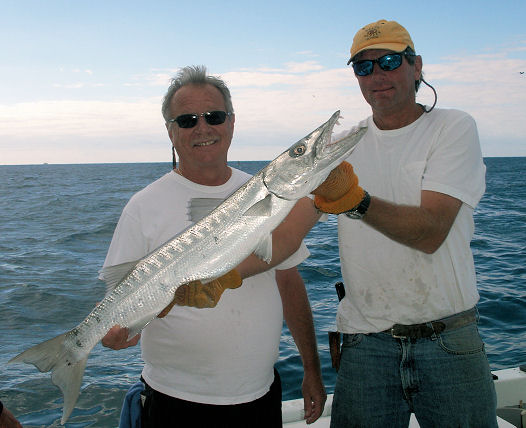 Barracuda caught and released fishing Key West on charter boat Southbound